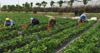 確保全年糧食產(chǎn)量繼續(xù)保持在1.3萬(wàn)億斤以上