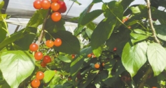 我市兩農(nóng)場(chǎng)列入省高品質(zhì)綠色科技示范基地