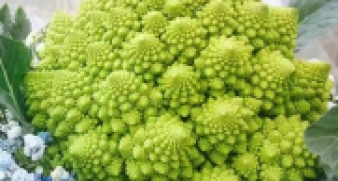 出口西蘭花小菜蛾“從田間到車間”綜合 防控技術(shù)