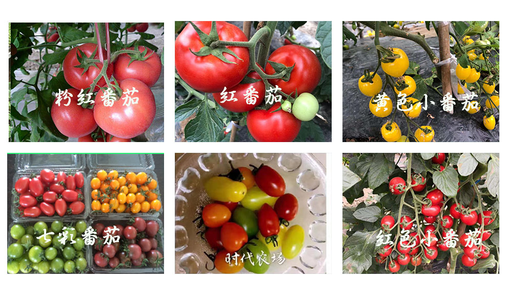 果蔬種植(圖2) 1-220416130H5K5.jpg